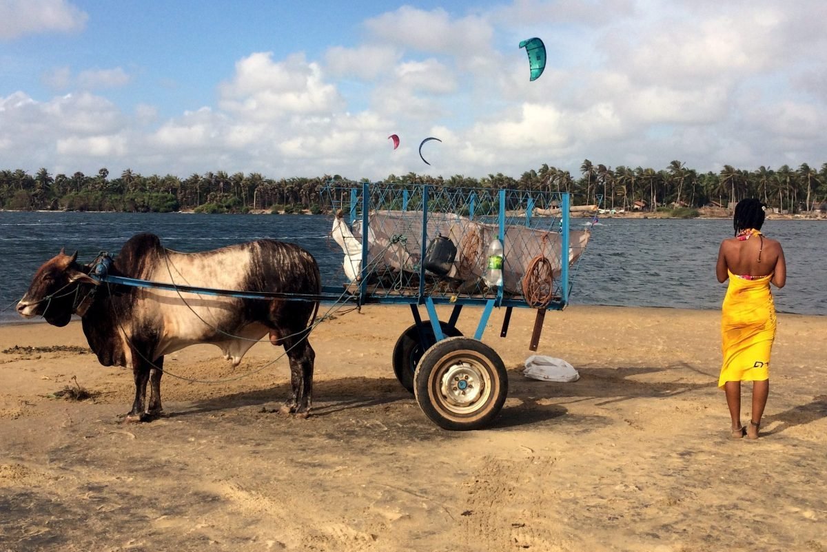 cow on beach